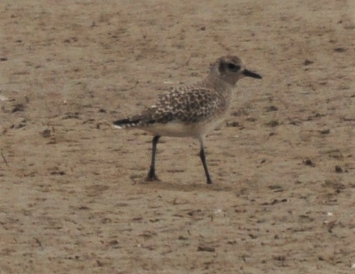 21.ZILVERPLEVIER (Pluvialis squatarola)