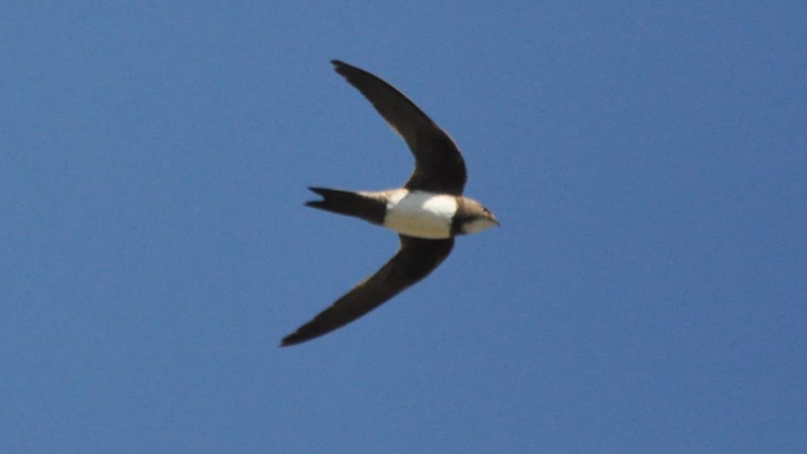 59. ALPENGIERZWALUW (Apus Melba)