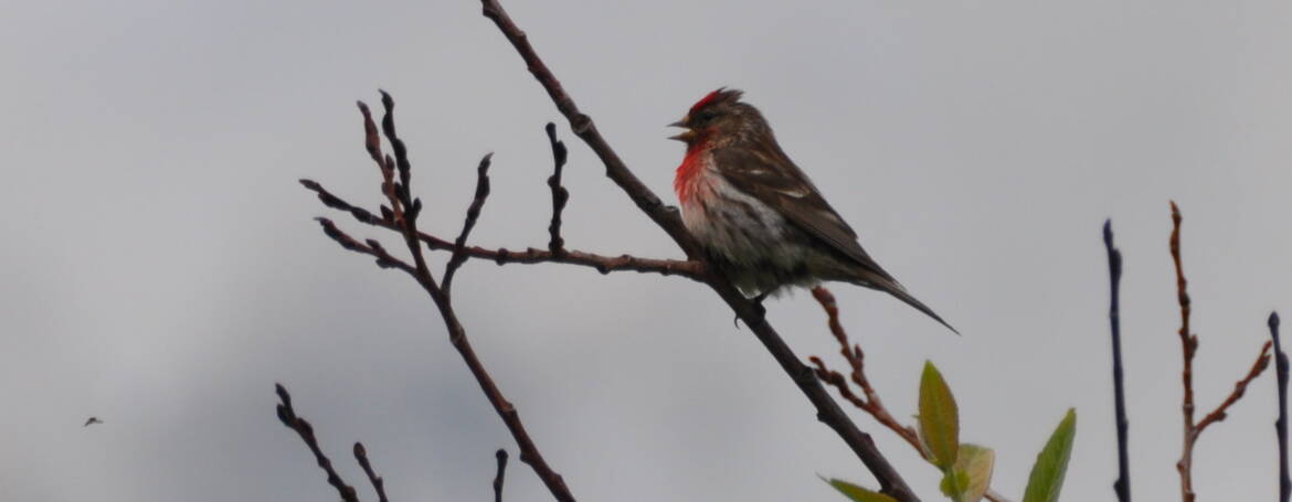 60. KLEINE BARMSIJS (Carduelis cabaret)