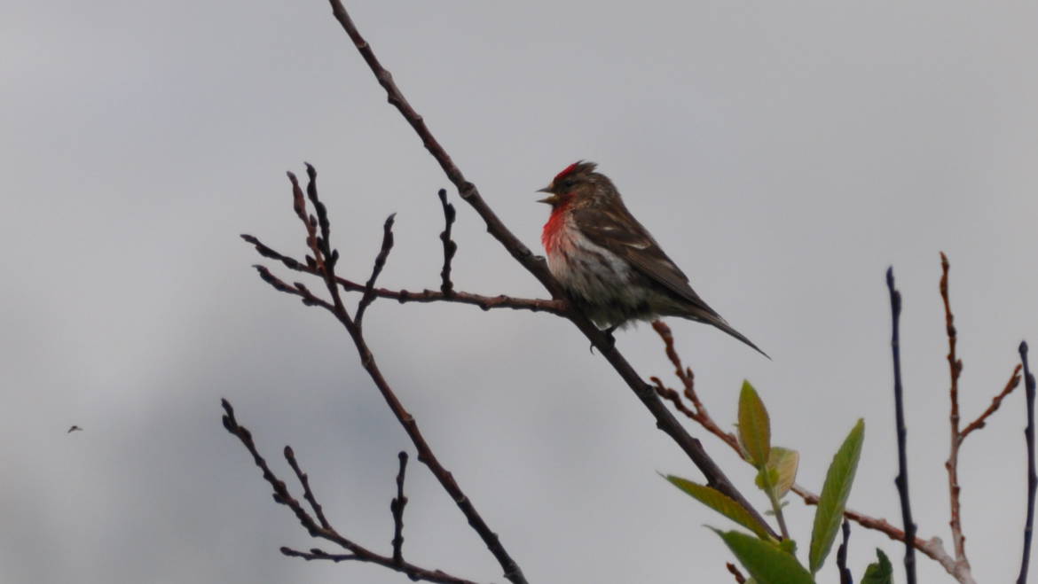 60. KLEINE BARMSIJS (Carduelis cabaret)