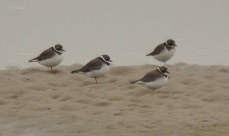 17. BONTBEKPLEVIER (Charadrius hiaticula)