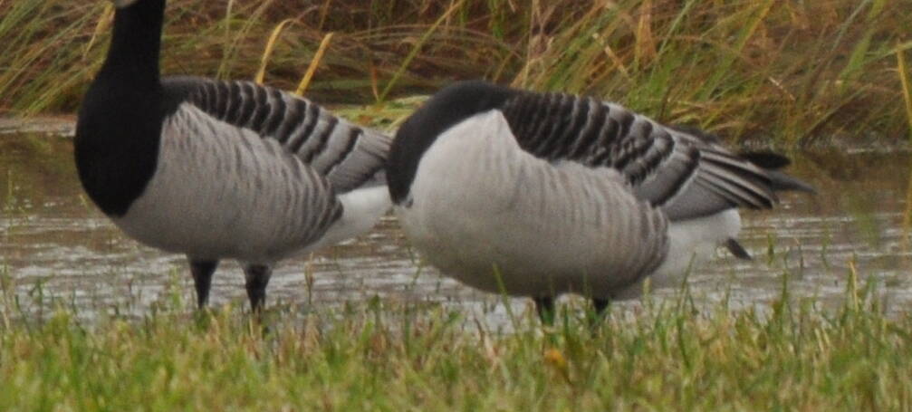 16. BRANDGANS (Branta leucopsis).