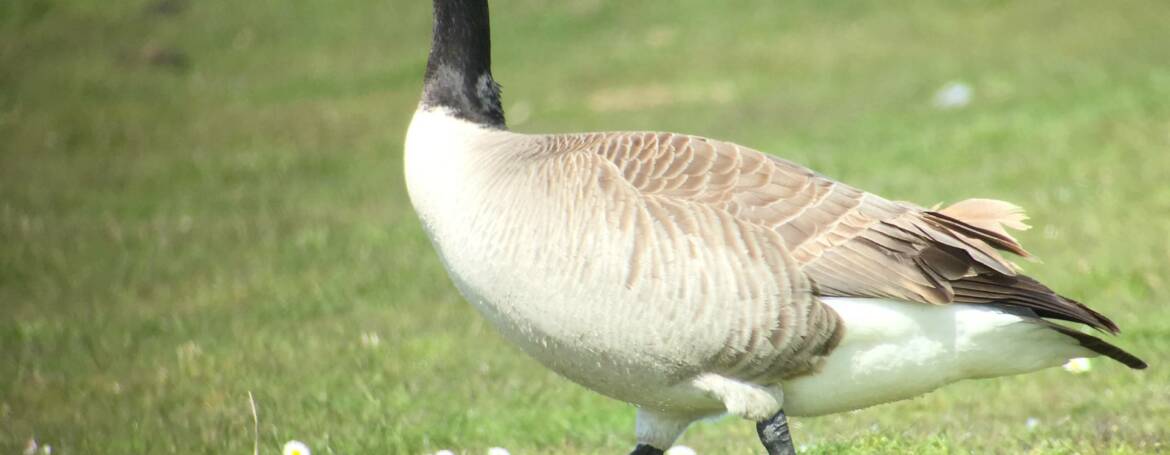11. CANADESE GANS (Branta canadensis).