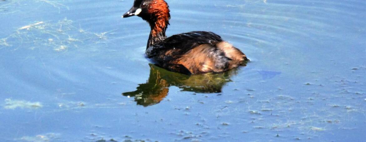 26. DODAARS (Tachybaptus ruficollis).