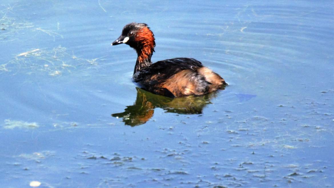 26. DODAARS (Tachybaptus ruficollis).