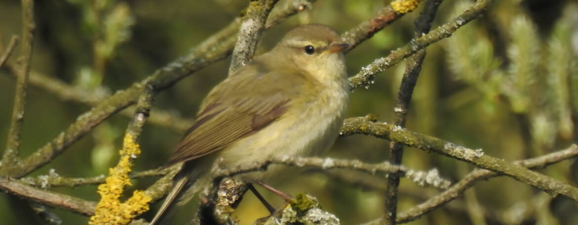 9.  FITIS (Phylloscopus trochilus)