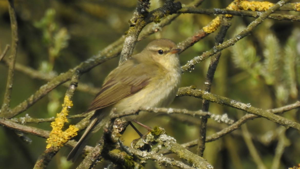 9.  FITIS (Phylloscopus trochilus)