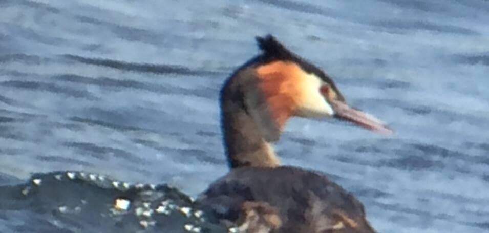 3. FUUT (Podiceps cristatus)