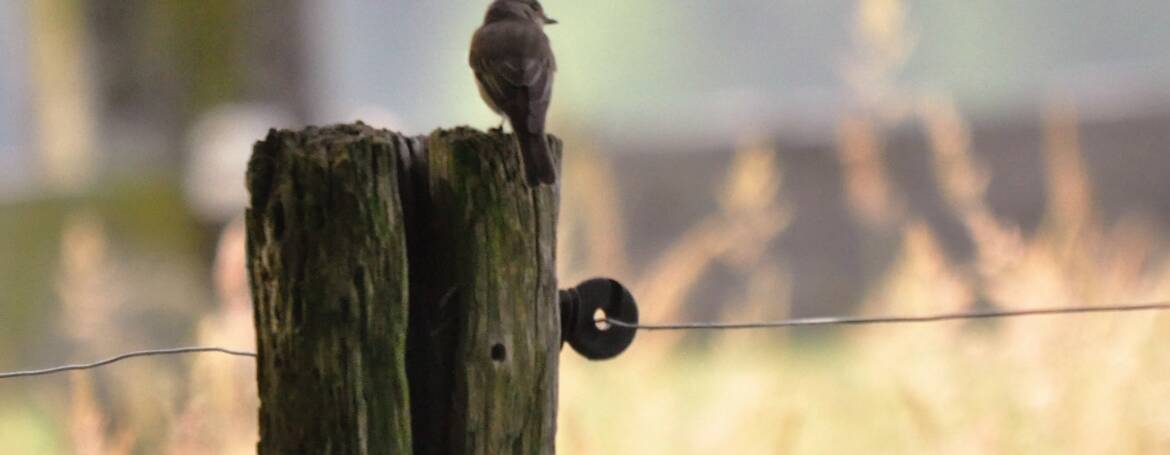 56. GRAUWE VLIEGENVANGER (Muscicapa striata)