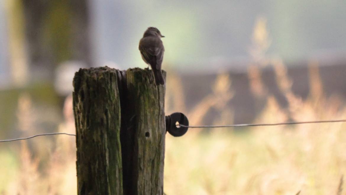 56. GRAUWE VLIEGENVANGER (Muscicapa striata)