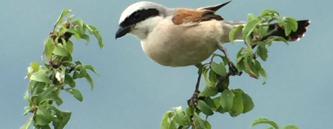 61.GRAUWE KLAUWIER (Lanius Collurio)