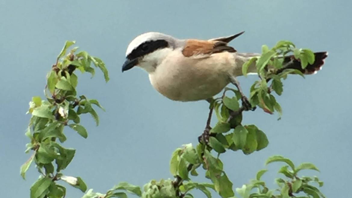 61.GRAUWE KLAUWIER (Lanius Collurio)