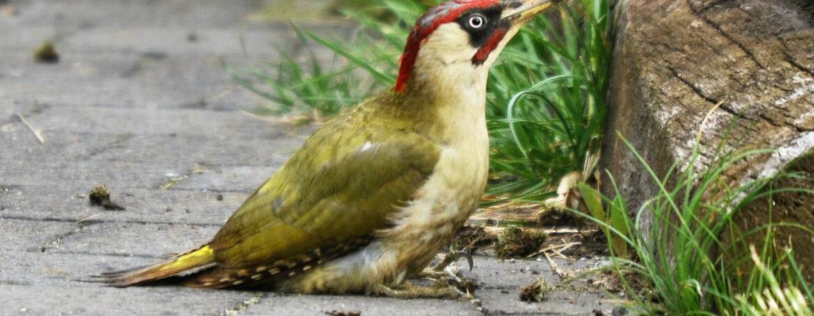 8. GROENE SPECHT (Picus viridis)