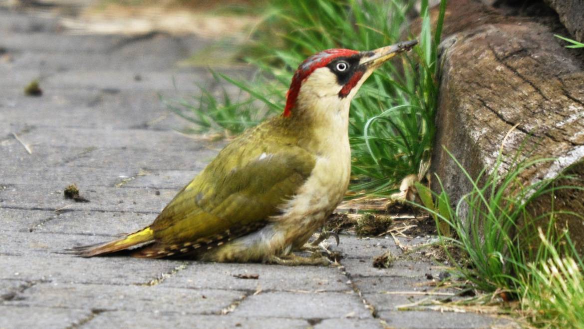 8. GROENE SPECHT (Picus viridis)
