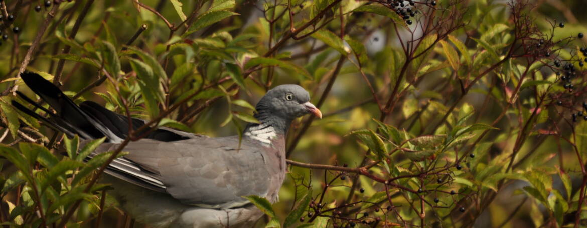 20. HOUTDUIF (Columba palumbus)