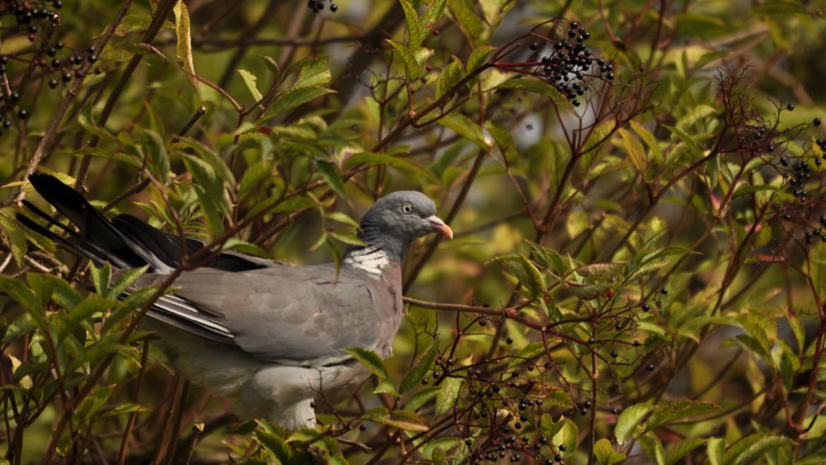 20. HOUTDUIF (Columba palumbus)