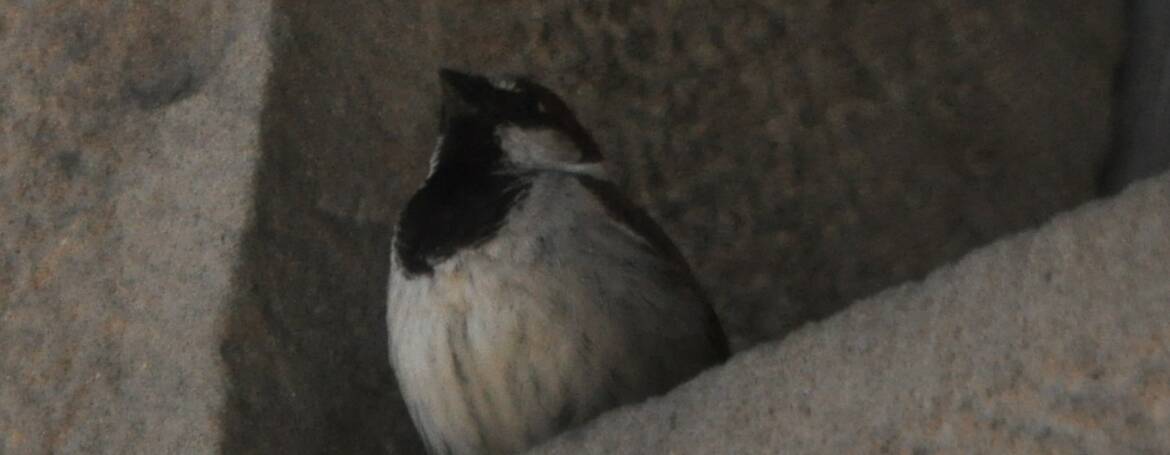 62. Huismus (Passer domesticus)