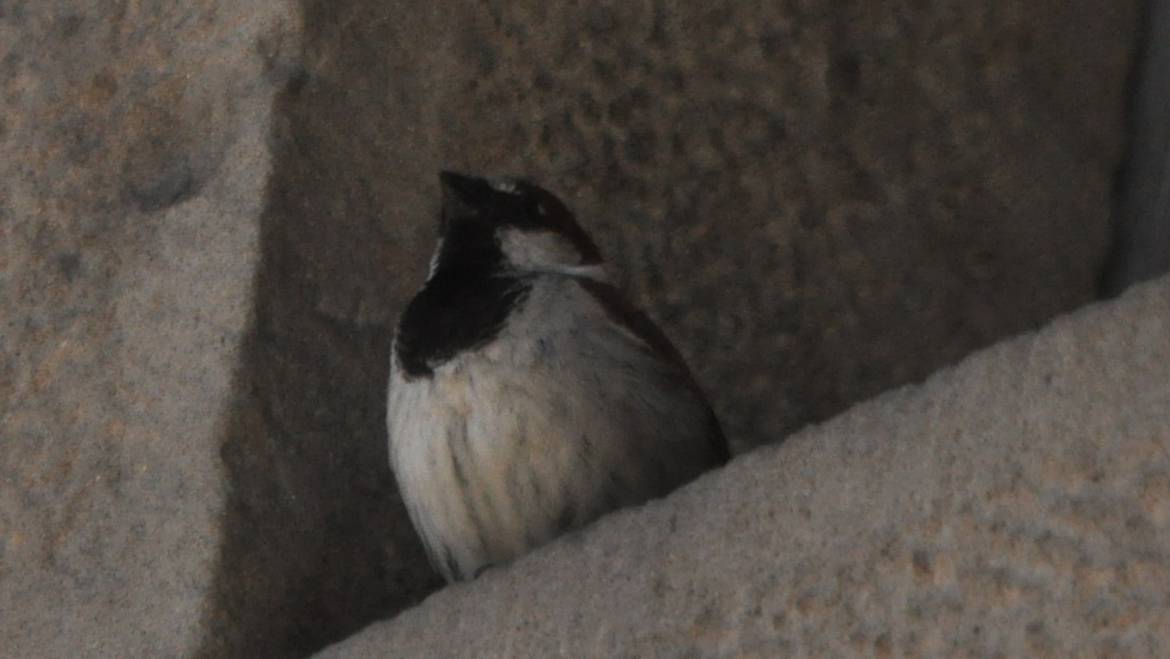 62. Huismus (Passer domesticus)