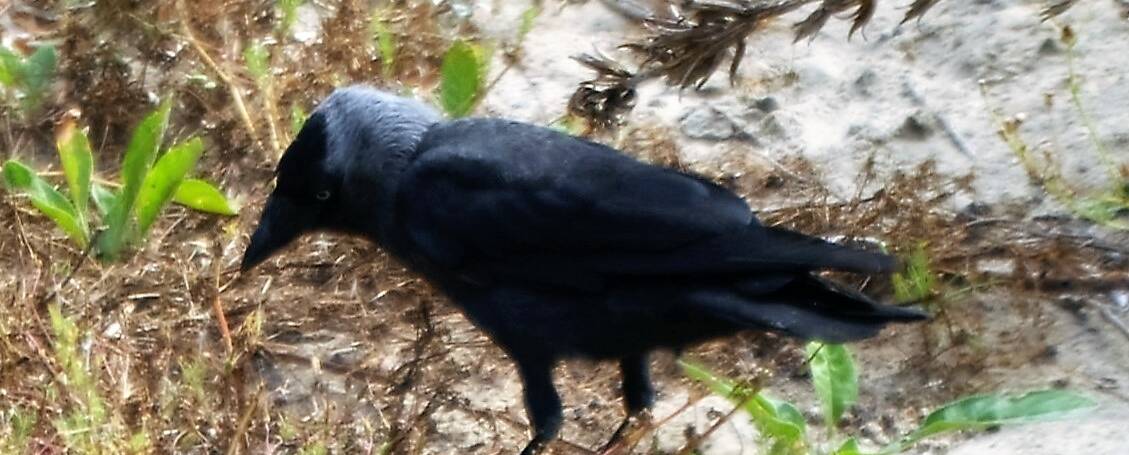 64. KAUW (Corvus monedula)