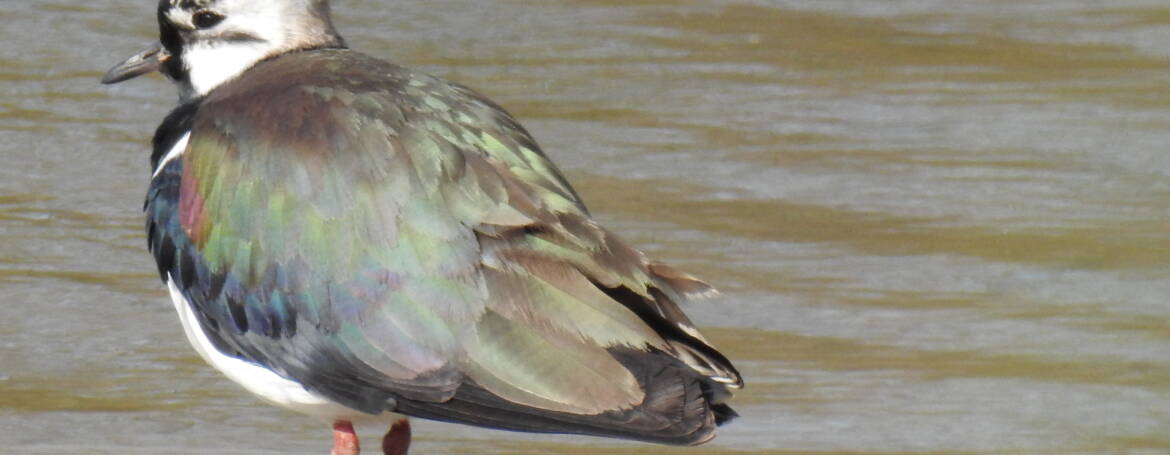 24. KIEVIT (vanellus vanellus)