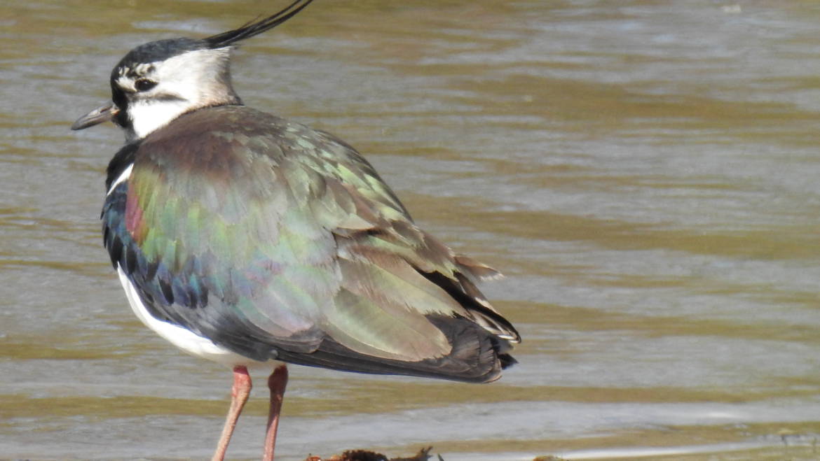 24. KIEVIT (vanellus vanellus)