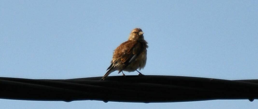 57. KNEU (Carduelis Cannabina)