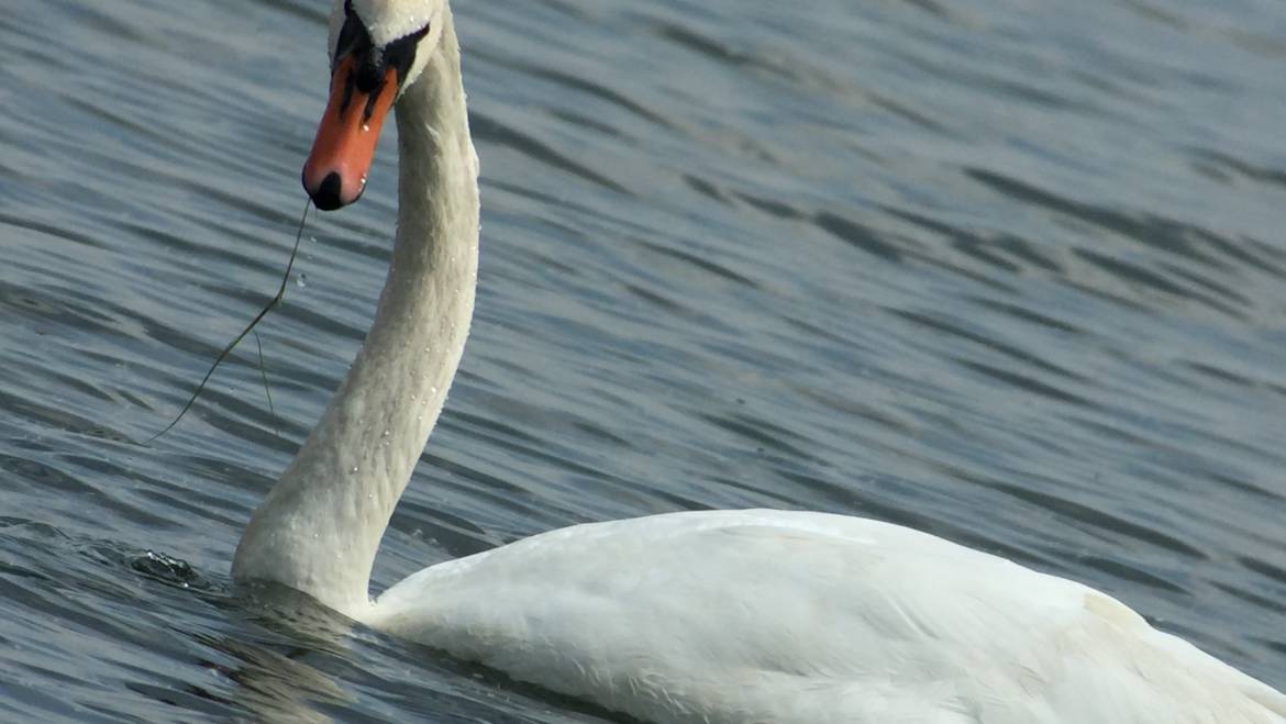 13. KNOBBELZWAAN (cygnus olor)