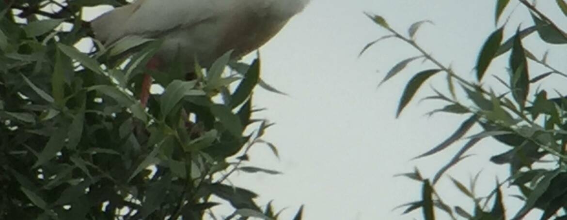 28. KOEREIGER (Bubulcus ibis)