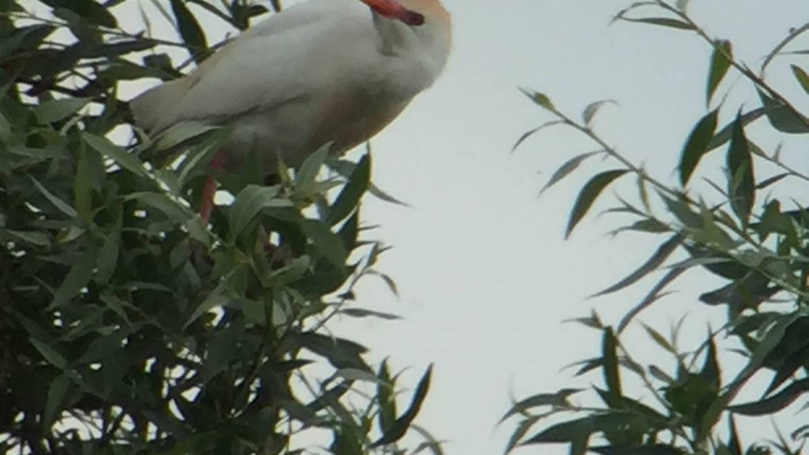 28. KOEREIGER (Bubulcus ibis)