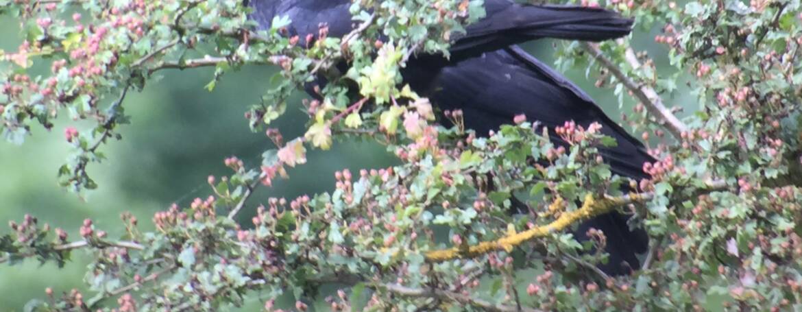 33. ZWARTE KRAAI (Corvus corone).