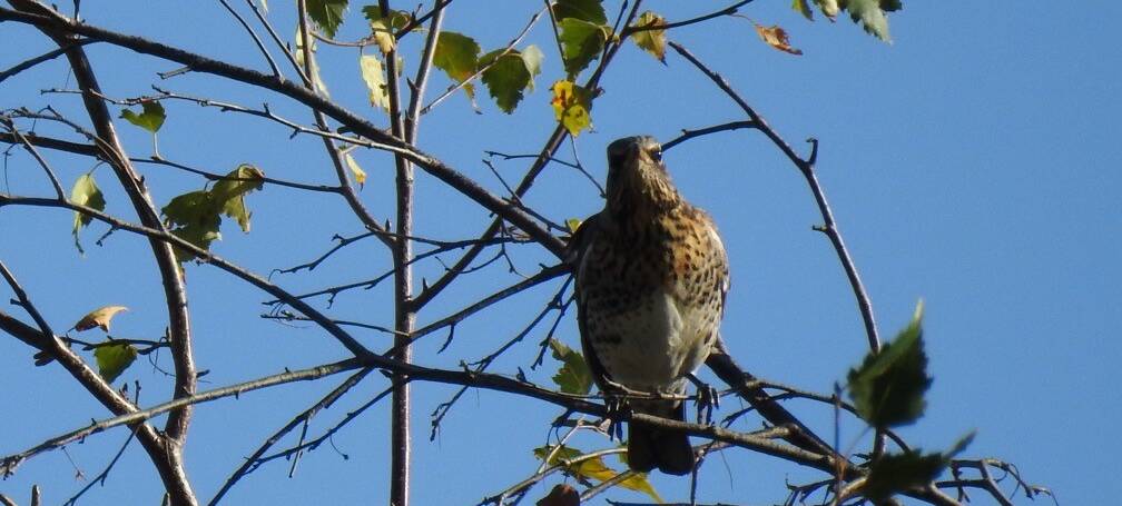 23. KRAMSVOGEL (Turdus pilaris)