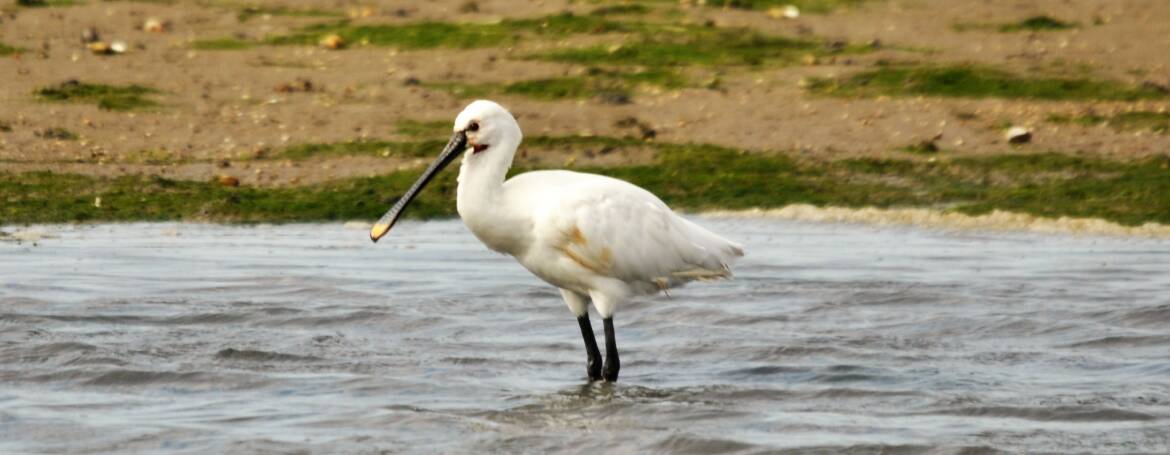 14. LEPELAAR (Platalea leucorodia)