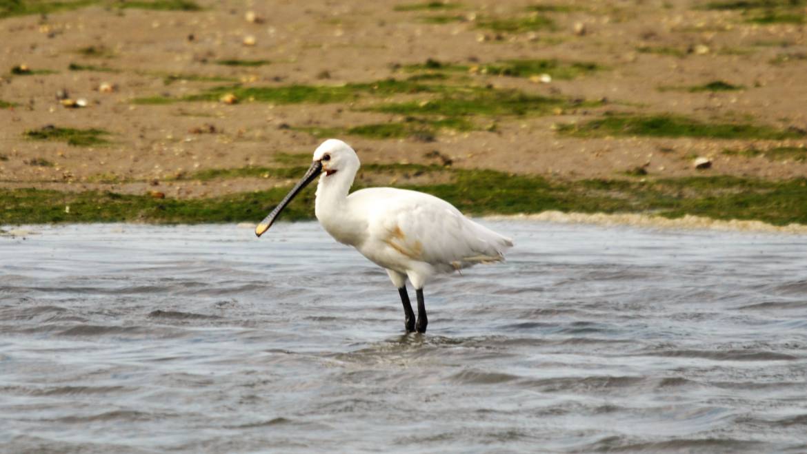 14. LEPELAAR (Platalea leucorodia)