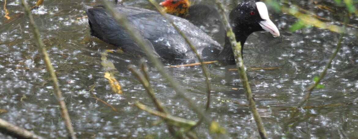29.MEERKOET(fulica atra)