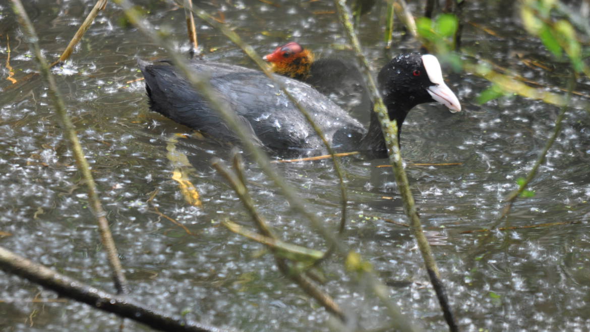 29.MEERKOET(fulica atra)