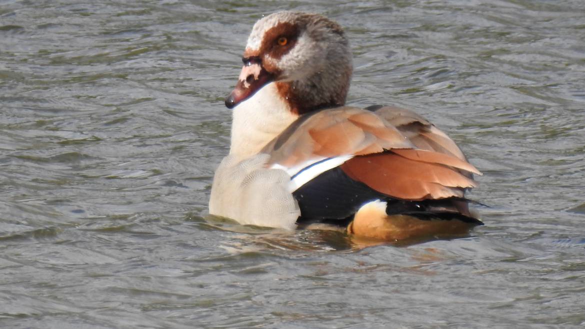 35. NIJLGANS (Alopochen aegyptiacus)