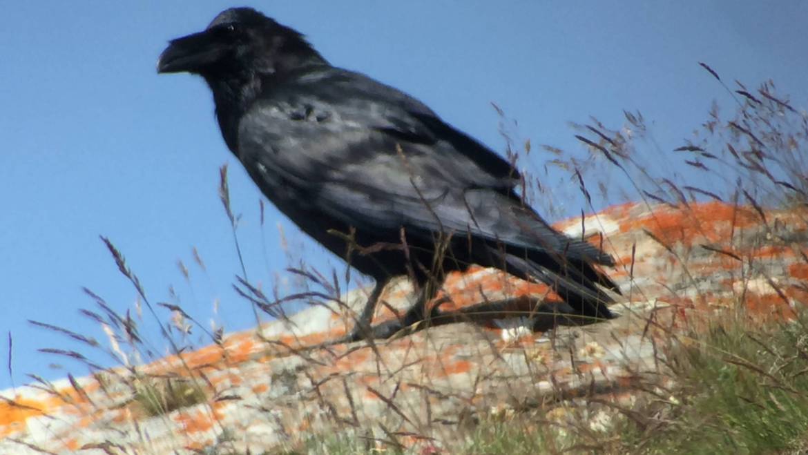 66. RAAF (Corvus corax)