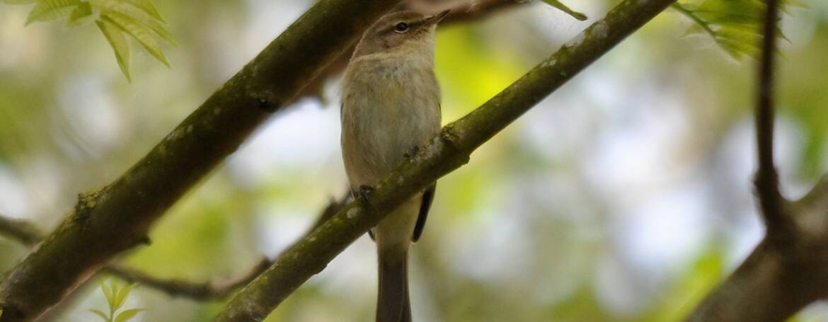 6. TJIFTJAF (Phylloscopus collyitica)
