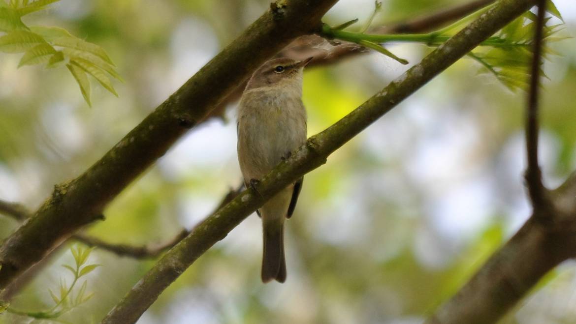 6. TJIFTJAF (Phylloscopus collyitica)