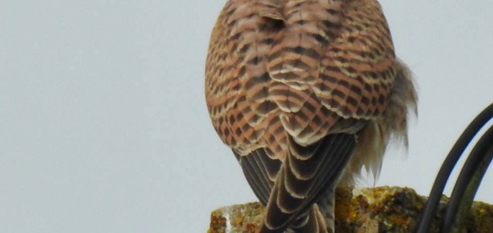 4. TORENVALK (Falco tinnunculus)