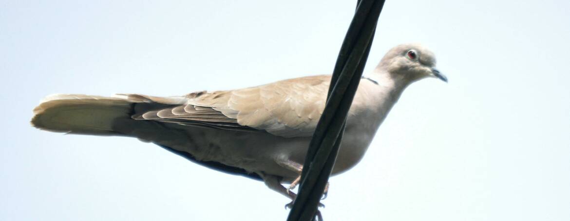 45. TURKSE TORTEL (Streptopelia decaocto)
