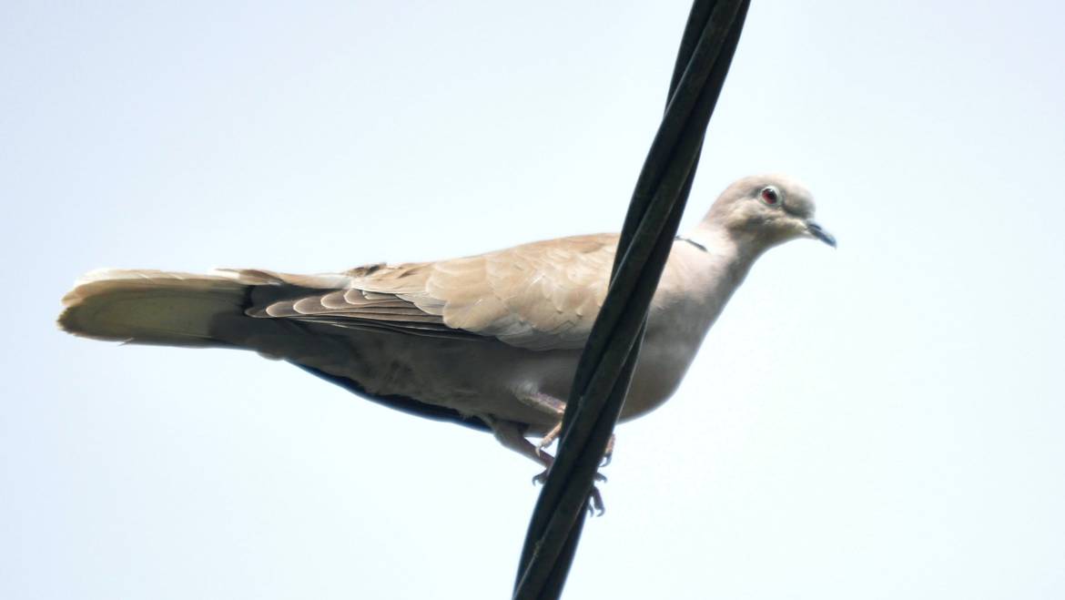 45. TURKSE TORTEL (Streptopelia decaocto)