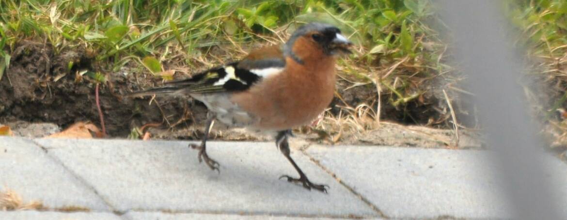 54. VINK (Fringilla coelebs)