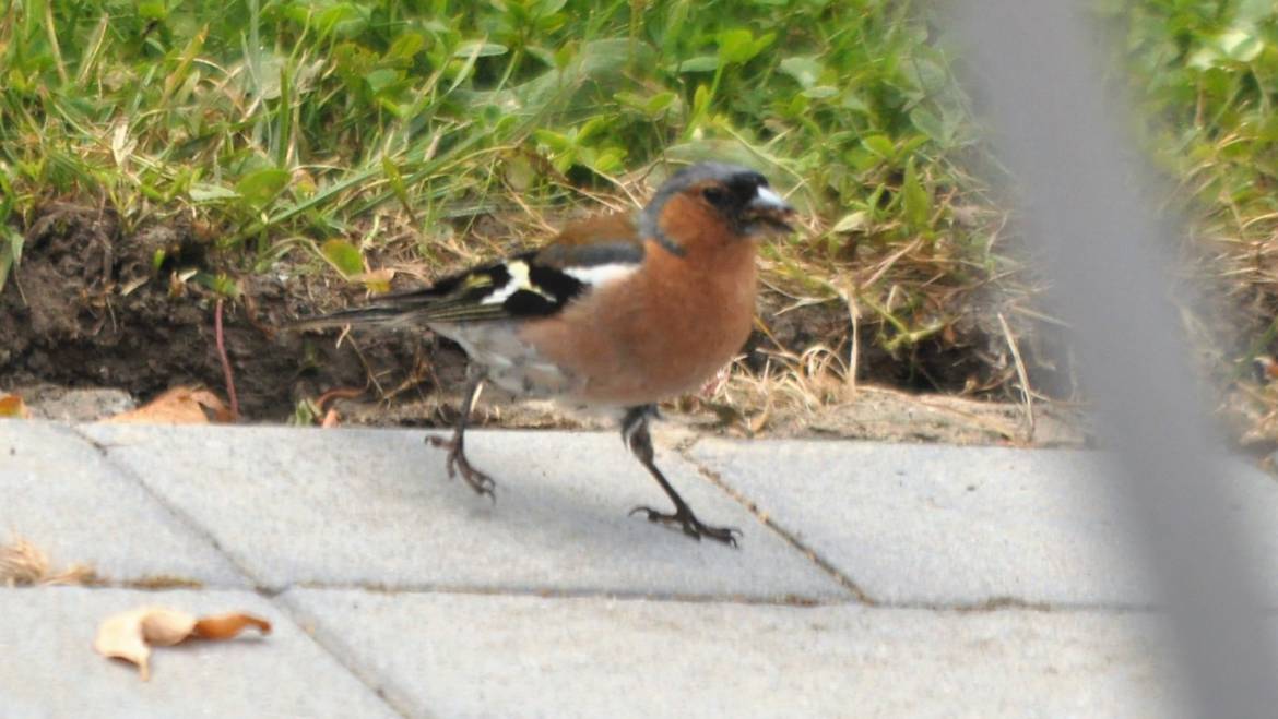 54. VINK (Fringilla coelebs)