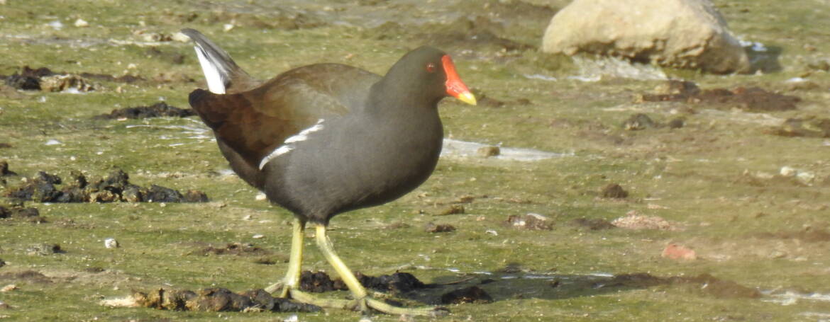 47. WATERHOEN (Gallinula chloropus)