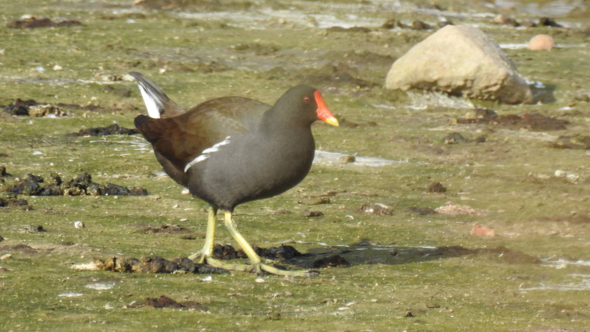 47. WATERHOEN (Gallinula chloropus)