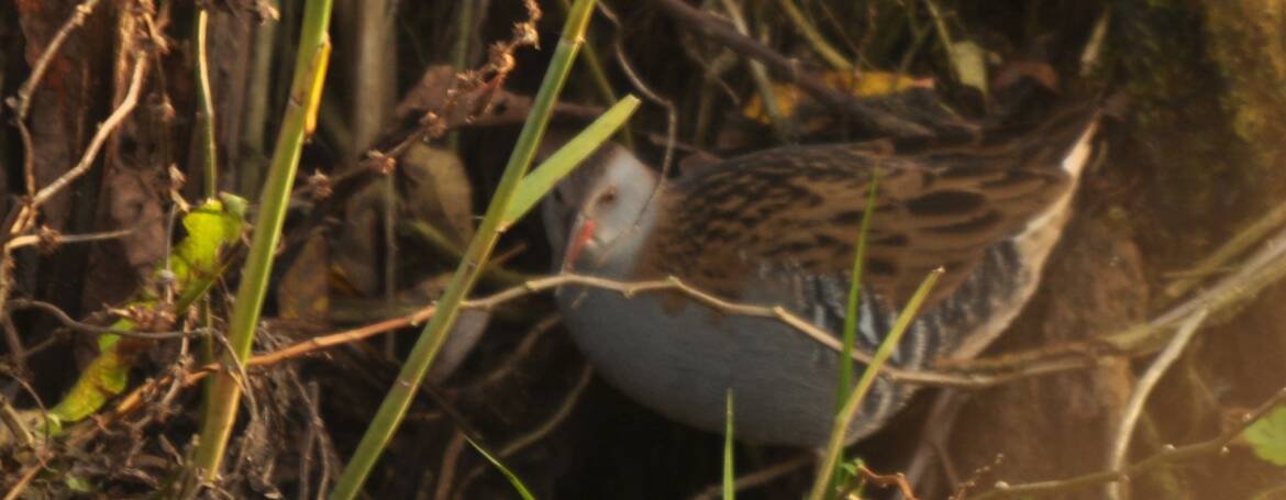 48. WATERRAL (Rallus aquaticus)