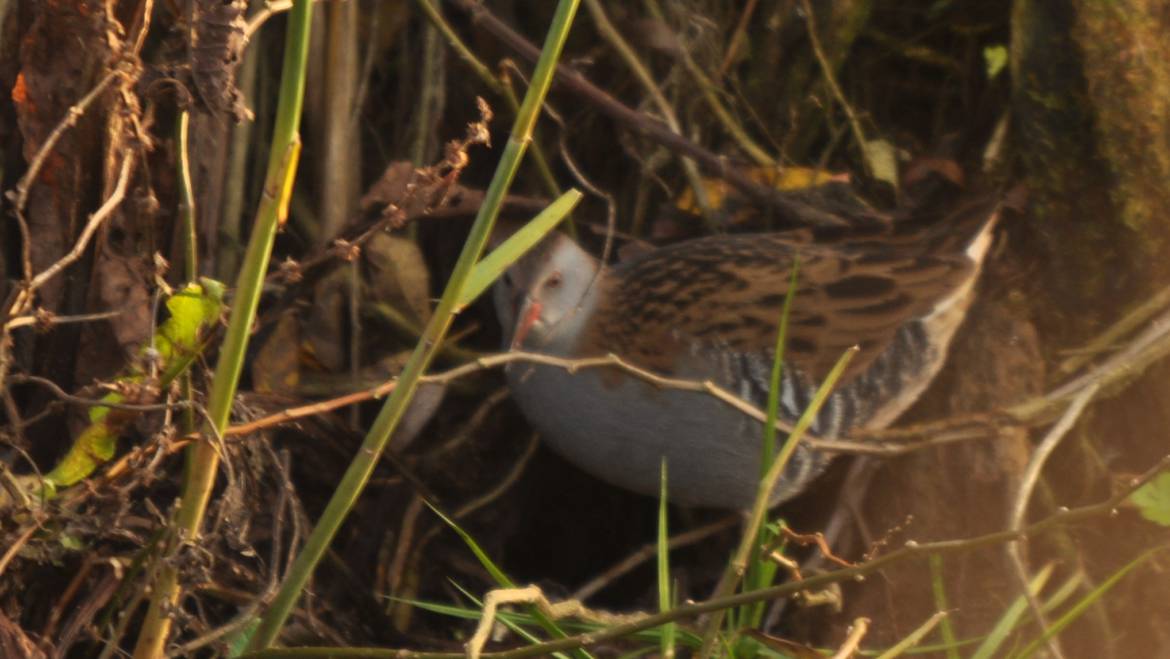 48. WATERRAL (Rallus aquaticus)
