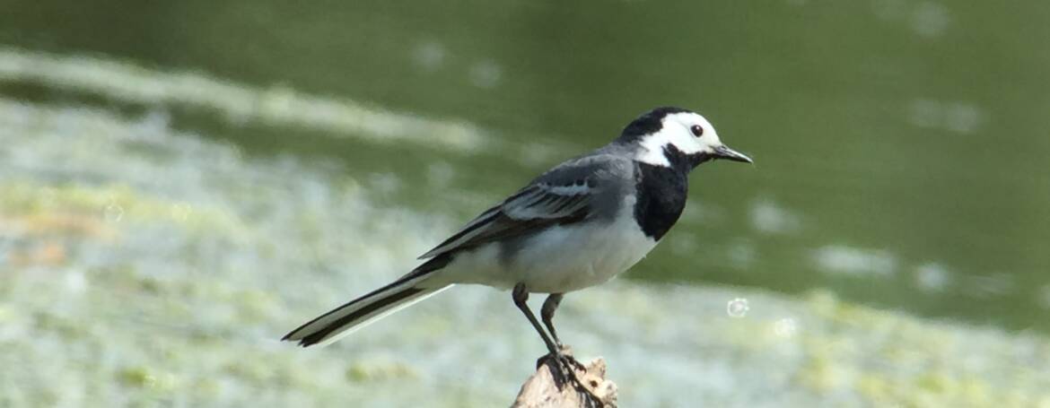 1. WITTE KWIKSTAART (Motacilla alba)