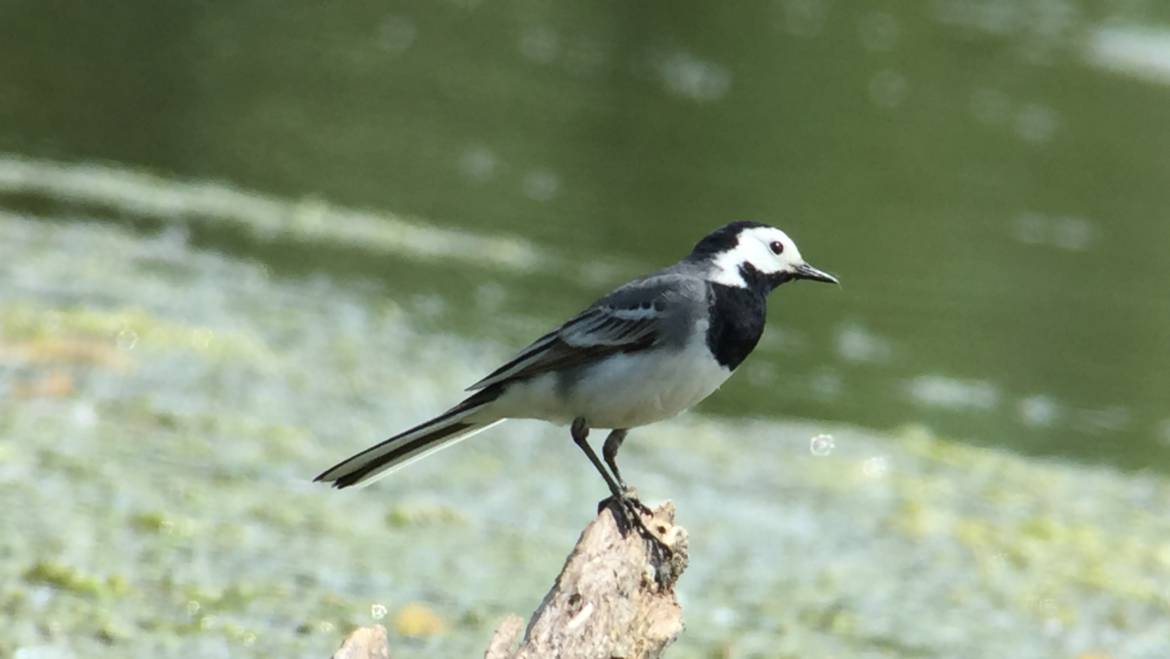 1. WITTE KWIKSTAART (Motacilla alba)